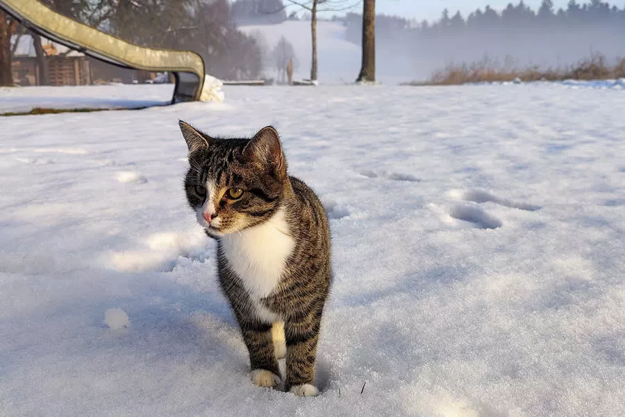 Tiger im Schnee