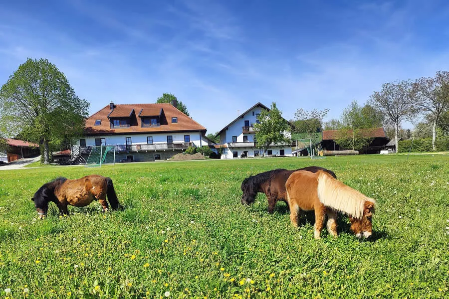 Ponys auf der Wiese